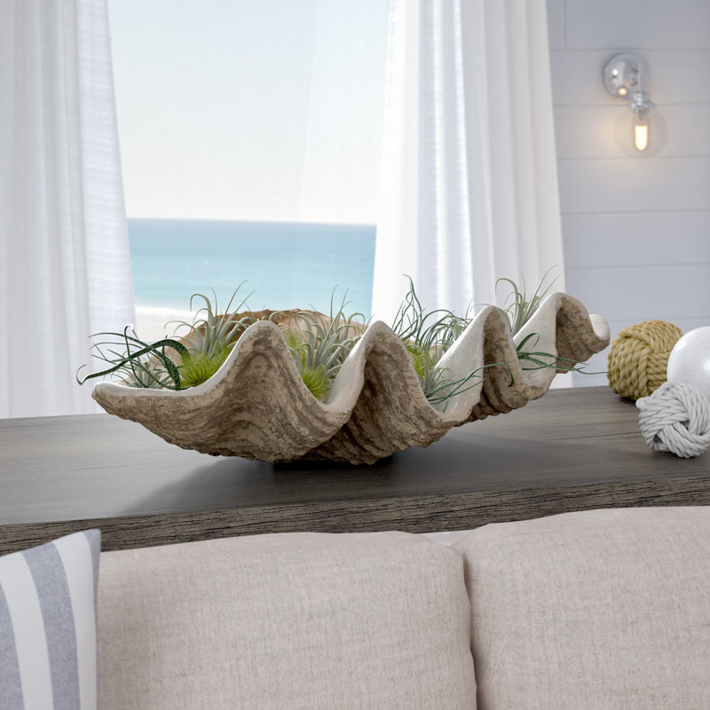 Beachcrest Home Clam Shell Decorative Bowl & Reviews Wayfair